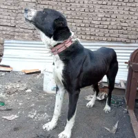 سگ نگهبان سفت