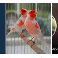 واگذاری رایگان پرنده