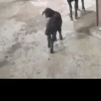 یک راس میش زاییده بره نر