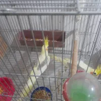 جفت عروس هلندی دوکت با ۳تا جوجه|پرنده|کارون, |دیوار