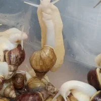 حلزون ۸۰ تومان