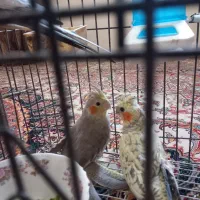 حراج سه عددعروس هلندی فقط دومیلیون|پرنده|اهواز, شریعتی جنوبی|دیوار