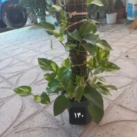 گل طبیعی|گل و گیاه طبیعی|ایوان, |دیوار
