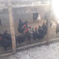 فروش تعداد مرغ خروس