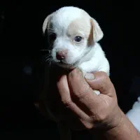 فروش سگ|سگ|رودسر, |دیوار