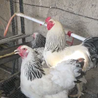 حراج جوجه برهما ۲ تا ۴ ماهه