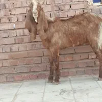 کره پاکستانی اصل اصل