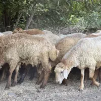 پونک چهار دیوار صادقیه جنت اباد گوسفند خروس|حیوانات مزرعه|تهران, پونک|دیوار
