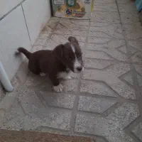 سگ پا کوتاه|سگ|مشهد, کوی دروی|دیوار