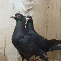 یک جفت کلاغ کلایی اصل سیستانی|پرنده|کرمان, |دیوار