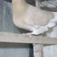 کبوتر گمشده