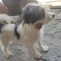سگ پاکوتاه