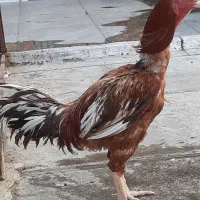 خروس لاری افغان