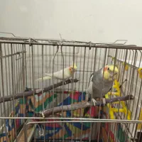 عروس هلندی نر و ماده درجه یک خانگی باوسایل کامل|پرنده|کرمانشاه, |دیوار