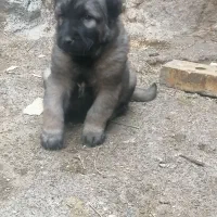 واگذاری توله نر سرابی