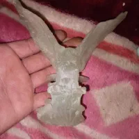 گوهر شب چراغ