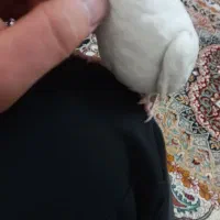 البینو ماده فوق دستی