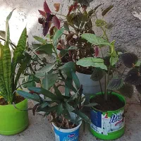 گل و گیاه|گل و گیاه طبیعی|اندیکا, |دیوار