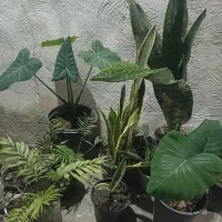 گلها بصورت تکی هم فروخته میشود|گل و گیاه طبیعی|خمام, |دیوار