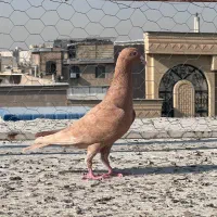 کفتر پلاکی رنگ روشن|پرنده|شیراز, تل حسین‌آباد|دیوار