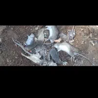 سمپاشی سم پاشی ساس سوسک کنه درهر نقاط
