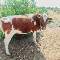 گاو