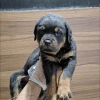 سگ Police ( روتوایلر - روتفایلر )