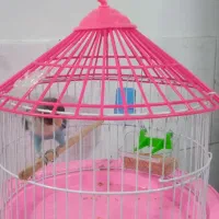 پرنده طوطی برزیلی|پرنده|رشت, حمیدیان|دیوار