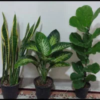 حراجی تعدادی گل و گلدان