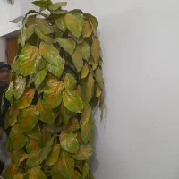 درخت مصنوعی با گلدون|گل مصنوعی|شیراز, بریجستون|دیوار