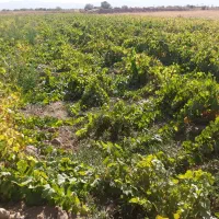 فروش نهال انگور یکساله و دوساله