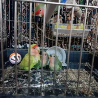 طوطی برزیلی و جوجه|پرنده|کرمانشاه, |دیوار