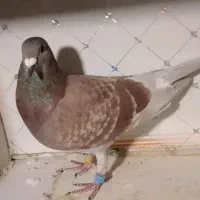 دوبر قوری پلاک ۲۰۲۵|پرنده|کوثر, |دیوار