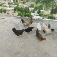 مرغ|حیوانات مزرعه|سی‌سخت, |دیوار