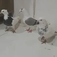 ۷تا پرشی|پرنده|آشخانه, |دیوار