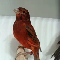 قناری سوخته سرخ