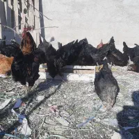 تعدادی مرغ|حیوانات مزرعه|ابریشم, |دیوار