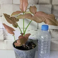 گل طبیعی شروع قیمت از ۳۰ تا ۱۷۰ تومن