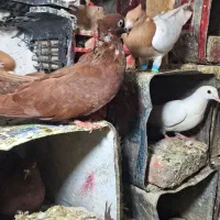 ماده سرخ بینظیربه شرط