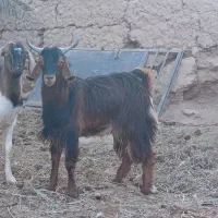 چپش نری رشتی چاق|حیوانات مزرعه|بم, |دیوار