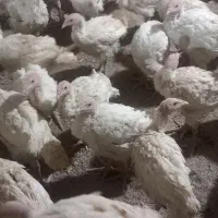 بوقلمون بیوتی