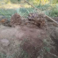 جنگ مضافتی اصل