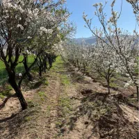 ۲ هکتار باغ واقع در ساوه معاوضه با ویلا لواسان