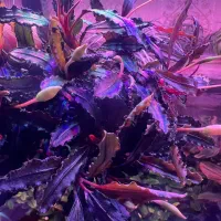 گل و گیاه اکواریوم پلنت|ماهی|تبریز, |دیوار