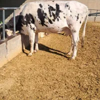 گاو چاق گاو افتاده کسل حال داشتید تماس