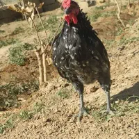 خروس گلین لری|حیوانات مزرعه|شاهین‌شهر, حاجی آباد|دیوار