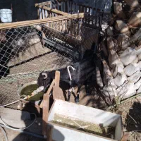 بز اعدانی دو رگ|حیوانات مزرعه|وحدتیه, |دیوار