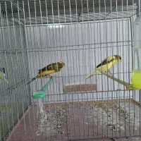 فروش قناری کشیده بلند درجه ۱/ردفاکتور/رسمی/|پرنده|خمینی‌شهر, |دیوار