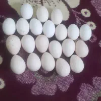 تخم مرغ و  بوقلمون نتف دار