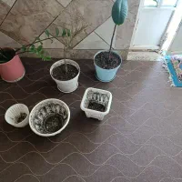 گل وگیاه خانگی
